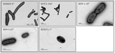 Agromyces chromiiresistens sp. nov., Novosphingobium album sp. nov., Sphingobium arseniciresistens sp. nov., Sphingomonas pollutisoli sp. nov., and Salinibacterium metalliresistens sp. nov.: five new members of Microbacteriaceae and Sphingomonadaceae from polluted soil